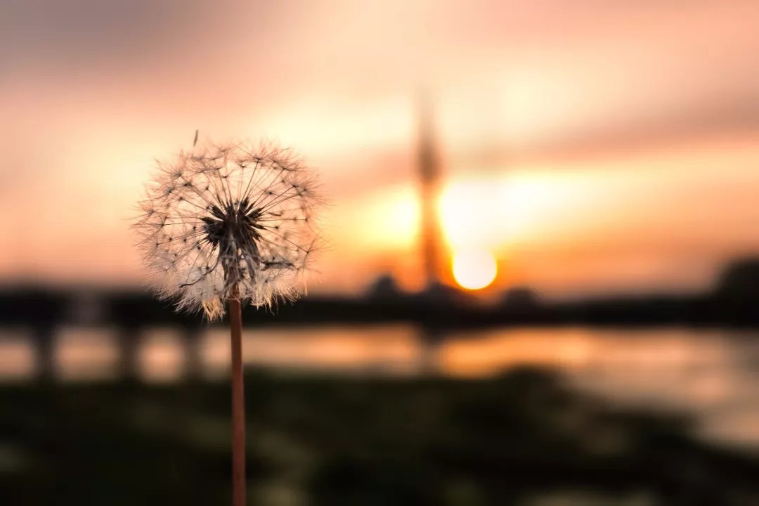 善良的人，心最真，情最重 图1