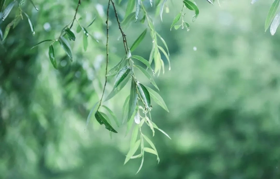 天一生水，润泽万物，在雨水中懂得感恩 图1