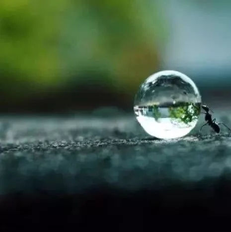 两只蚂蚁（故事很短，寓意很深） 图1