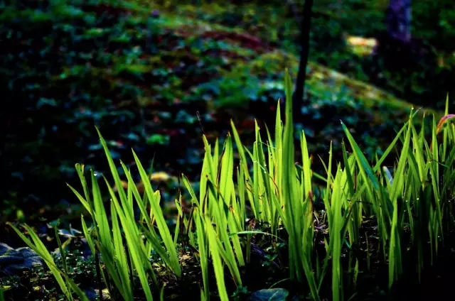 三月好时节，春天你好! 图1