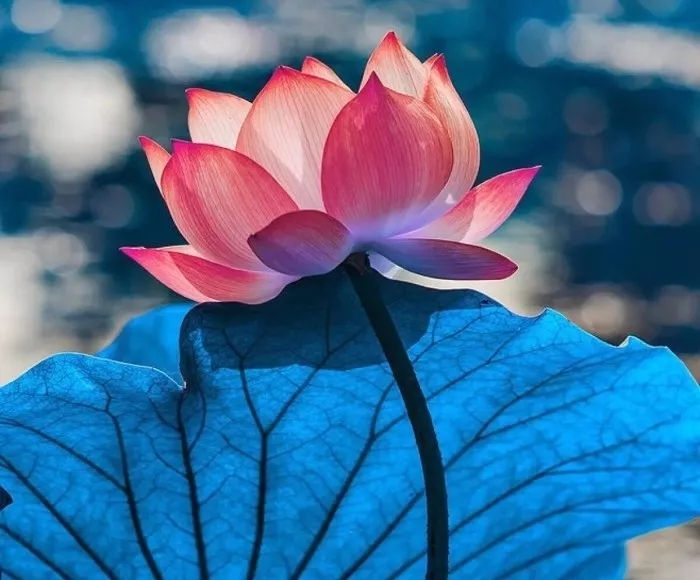 愿我们的人生，都像是四季的花，迎着朝阳，诗意开放 图1