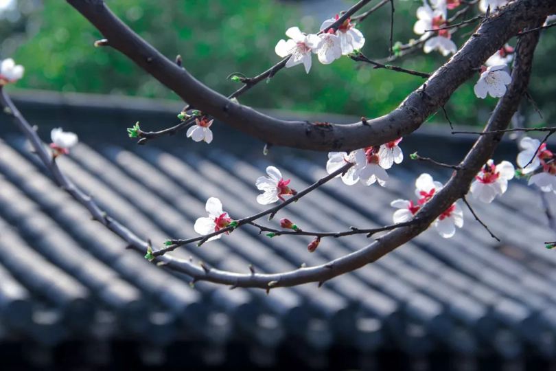 伊丽莎白.罗巴德：地铁里的狗 图1