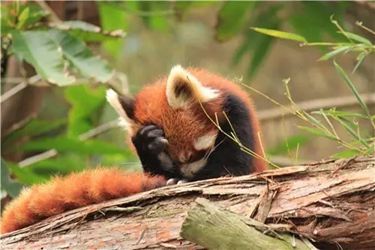 活着！ 图1