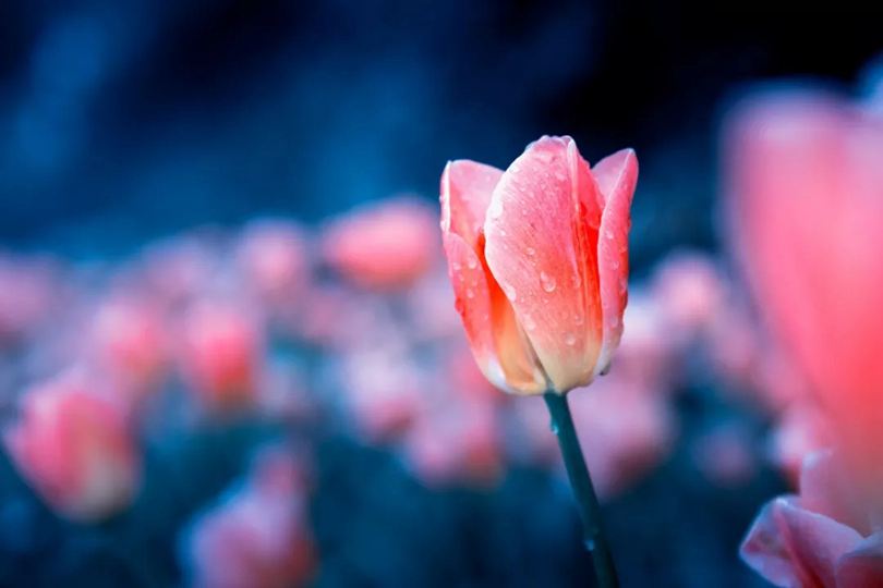 花是浇死的，人是气死的 图1