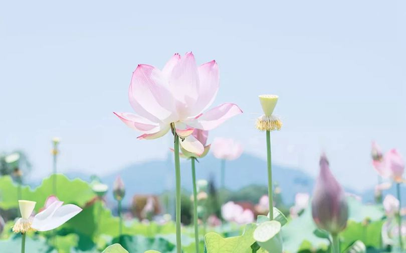 想你的日子,_光阴开成思念的花 图1