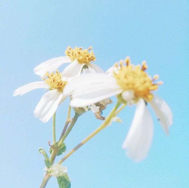 女生唯美古风个性签名，简短有意境，真是醉人醉心！ 图1