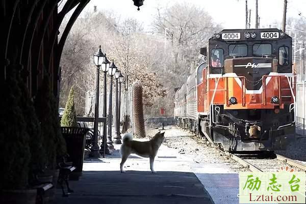 忠犬八公观后感1000字范文欣赏