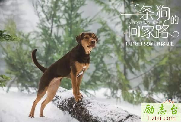 一条狗的回家路电影观后感