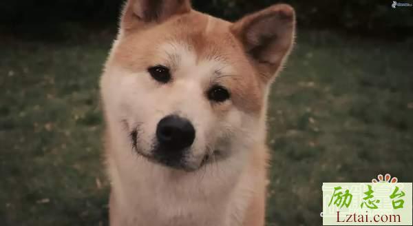 忠犬八公观后感范文600字