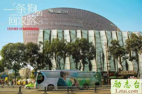 一条狗的回家路观后感700字