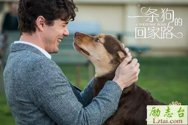 一条狗的回家路观后感700字