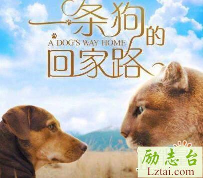 最新一条狗的回家路观后感