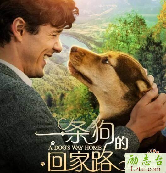 最新一条狗的回家路观后感