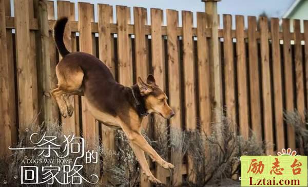 一条狗的回家路观后感500字作文