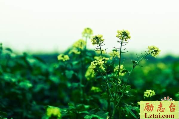 爱过了也伤过了的说说情感语录：情话说成套路，信得一塌糊涂