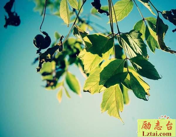 乐观看待人生的句子说说语录：
