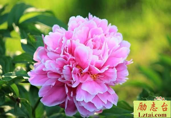 生活了无新意的伤感心情说说：你走后，我活成了你的模样