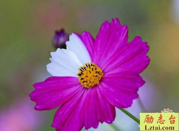 生活了无新意的伤感心情说说：你走后，我活成了你的模样