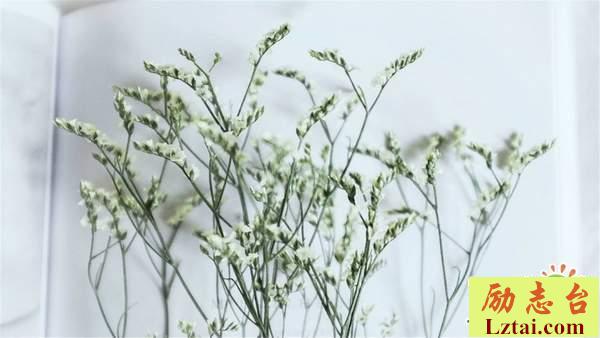 以后再也不见的说说伤感爱情语录：此生不见，平安惟愿