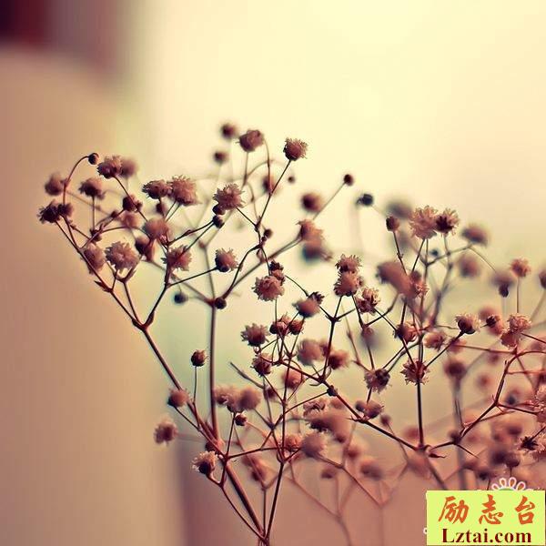 孤独无人懂的心酸情感语录说说：我们都是不一样的灵魂