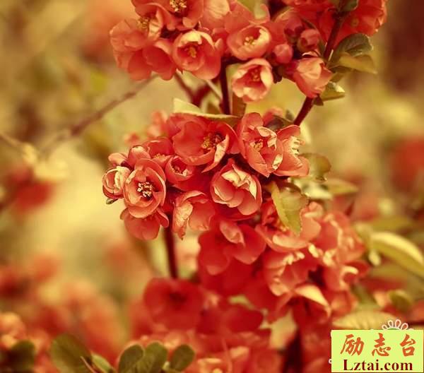 感觉无助心累的句子感悟孤独情感语录说说精选