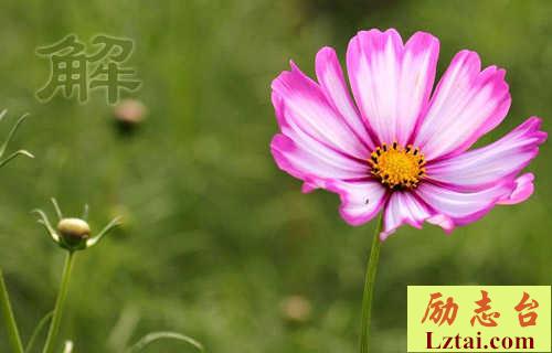 《解语花云容冱雪》原文翻译及赏析 图1