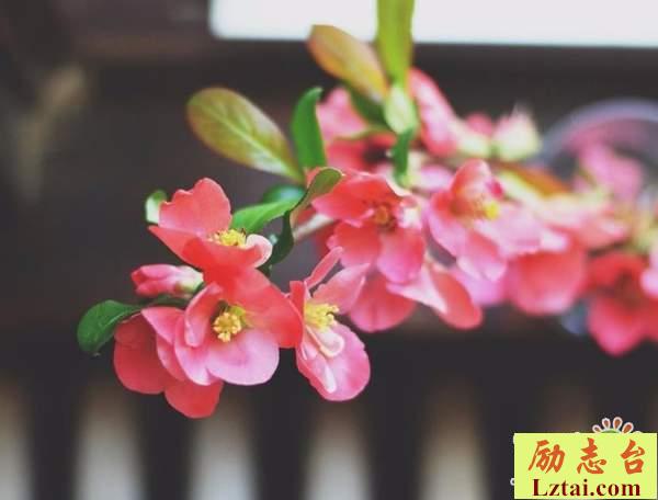 青春满是回忆的情感说说语录：愿此刻彼此安好