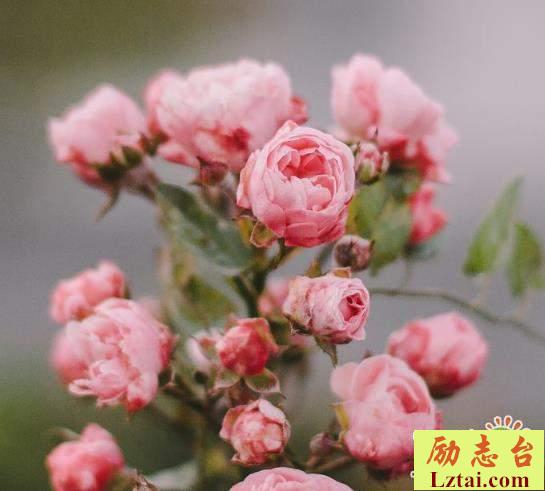 青春满是回忆的情感说说语录：愿此刻彼此安好