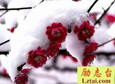 念奴娇梅翻译