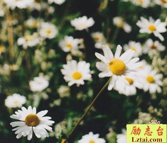 余生一起走的情感语录说说：春风十里，都不及你