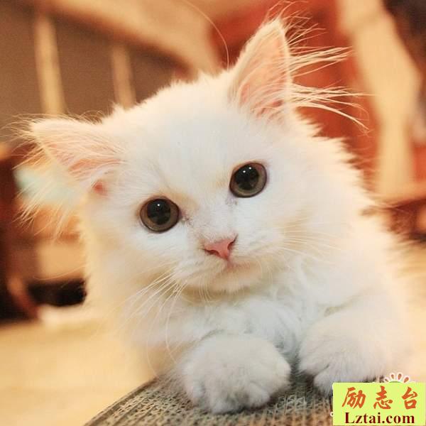 2019最新好听可爱宠物名字大全