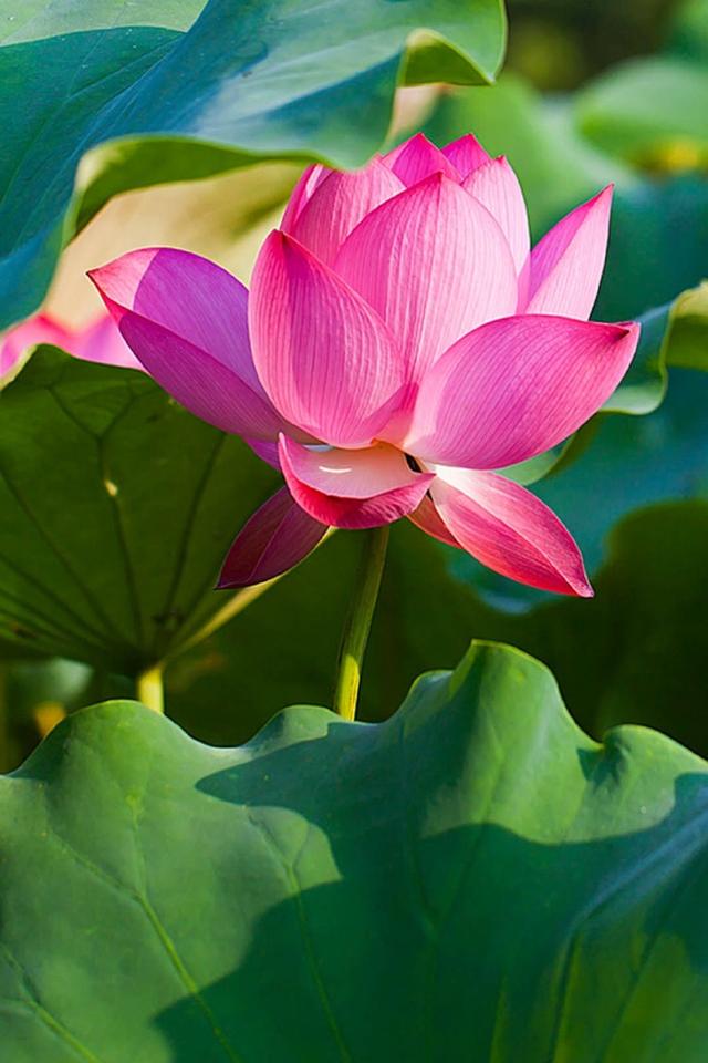 感悟人生的经典禅语带图片，句句精华，让你看破红尘！ 图3
