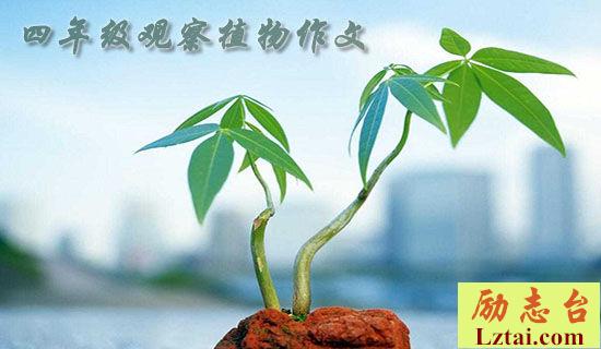 四年级数学校本研修总结范文 图1