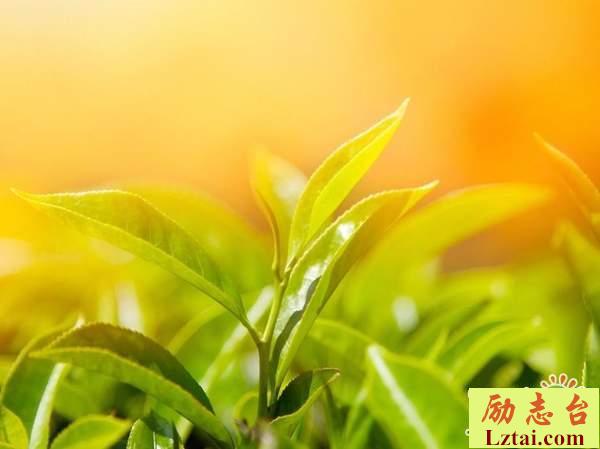 以后学会爱自己的句子说说情感语录：他不是不爱，只不过是不爱你罢了