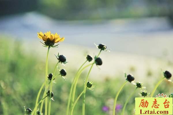 以后学会爱自己的句子说说情感语录：他不是不爱，只不过是不爱你罢了