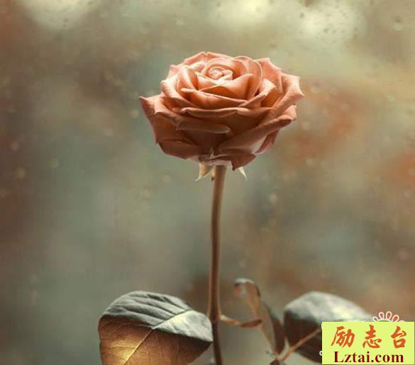 愿你是真正的快乐人生情感语录说说：