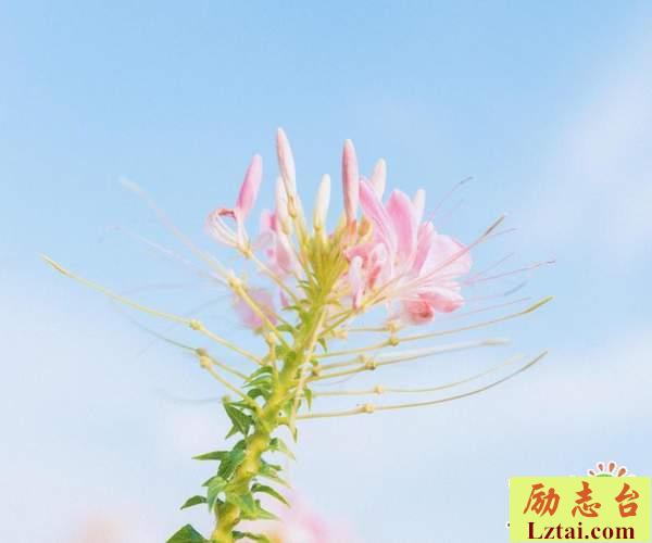 你值得真正的快乐感悟人生语录：笑只是个表情，与快乐无关