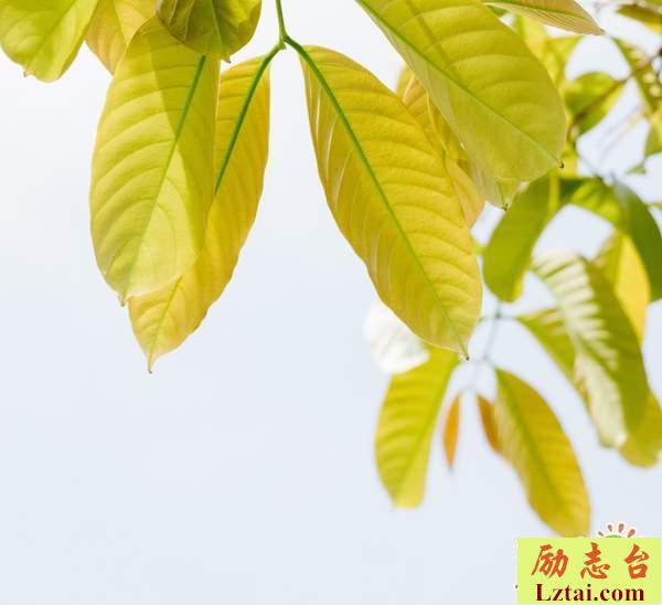 追逐梦想的人生励志情感语录：不要让自己的人生感到后悔