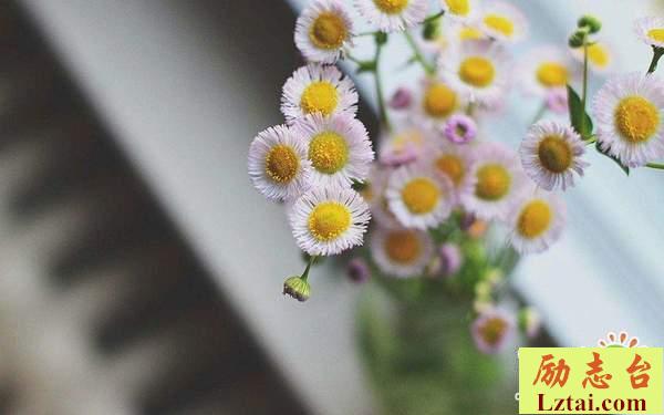 追逐梦想的人生励志情感语录：不要让自己的人生感到后悔