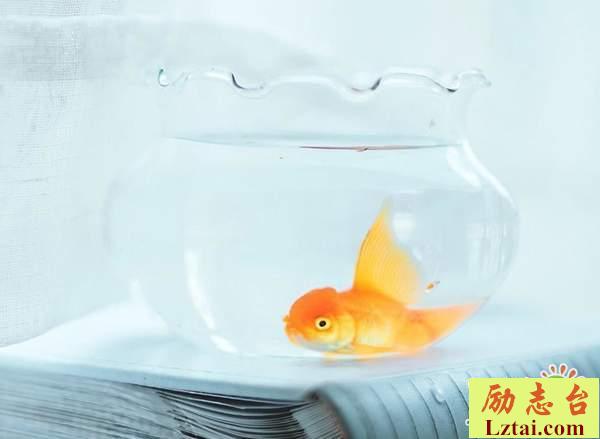 爱情不值得的心酸情感语录说说：去做真实的自己吧