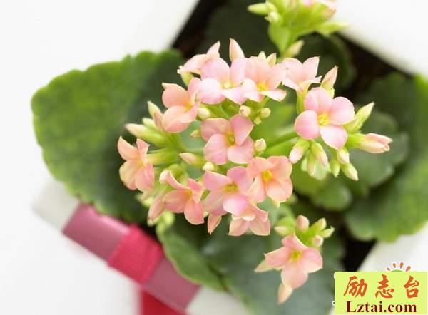 懂得感恩父母的句子说说：千万不要忘记养育我们长大的亲人