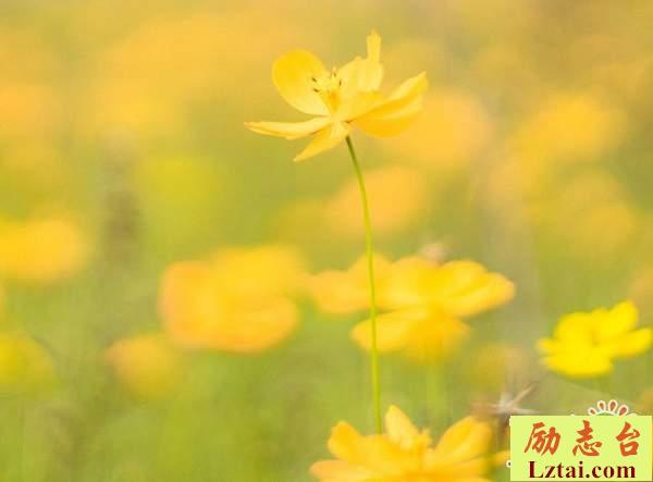 与孤独相伴的人生感悟伤感语录：孤独的人靠的是别人的故事苟延残喘