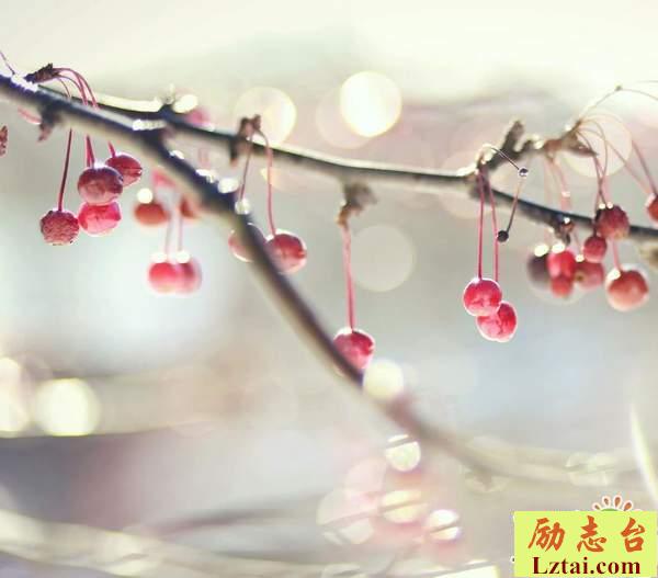 感叹人生的经典语录说说：不再叹过去，畏现在，惧将来