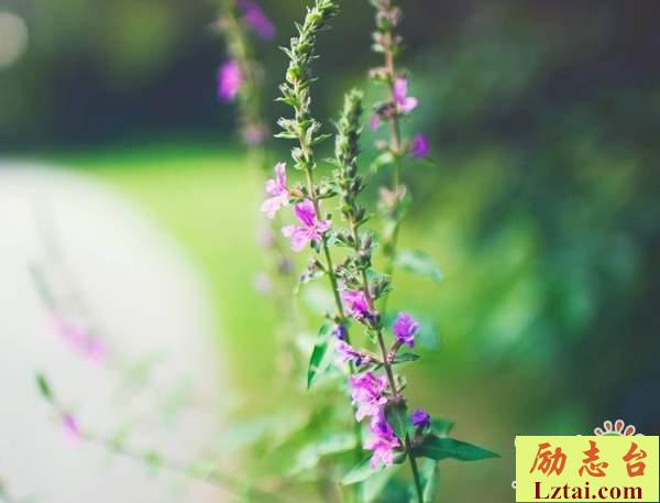 感叹人生的经典语录说说：不再叹过去，畏现在，惧将来