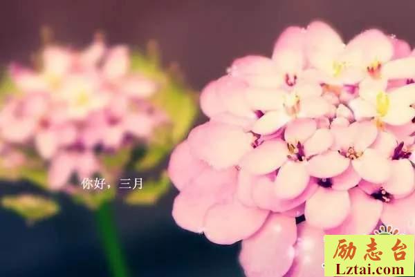 你好三月唯美句子三月第一天的心情说说大全