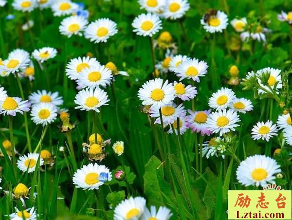 三月你好唯美句子说说发朋友圈经典语录大全