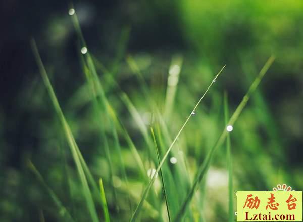 坚持理想的人生感悟语录：人生只有一次，去做自己想做的事
