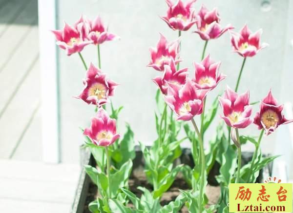 二月再见三月你好的心情说说文艺句子朋友圈精选