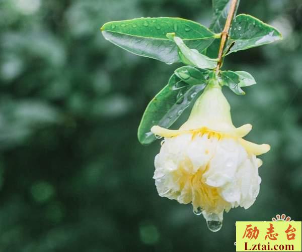 可惜爱情没有如果的伤感说说：全都怪我，我喜欢你