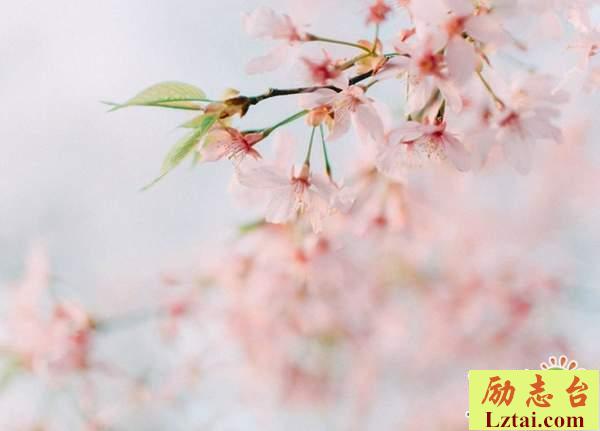 愿青春不留遗憾的句子情感语录：踏踏实实感受明天，和昨天说再见吧
